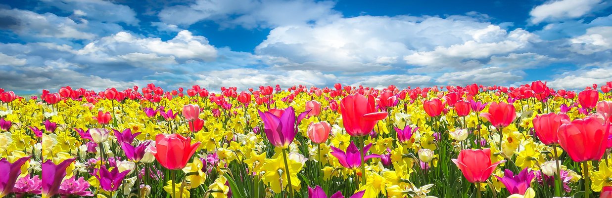© Pixabay Fruehlingsblumen.jpg