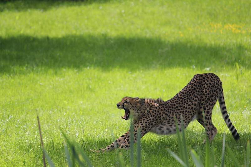 © Tierwelt Herberstein Gepard_Tierwlt-Herberstein.jpg