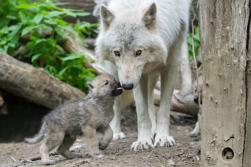 © Daniel Zupanc PA_Arktischer Wolf_content