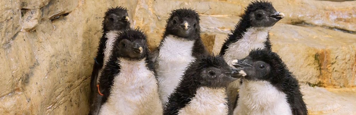 © Daniel Zupanc PA_Felsenpinguin_Titel.jpg