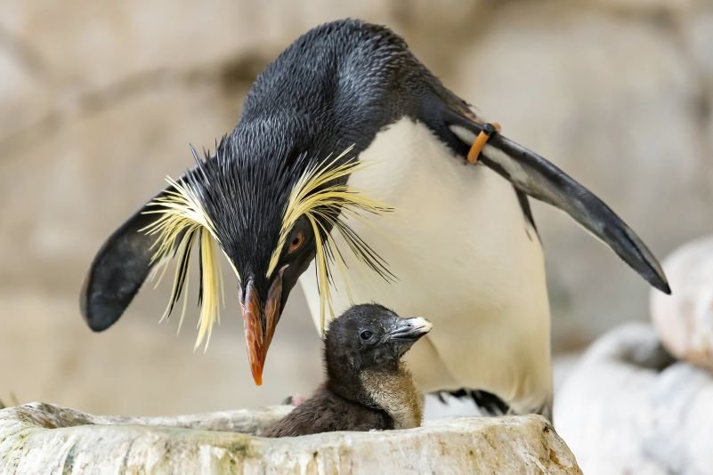 © Daniel Zupanc PA_Felsenpinguin_content.jpg