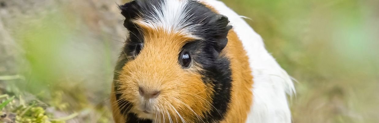 © Daniel Zupanc PA_Meerschweinchen_Titel.jpg