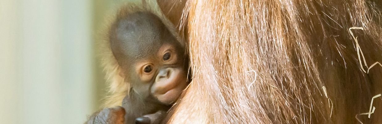 © Daniel Zupanc PA_Orang-Utan-Jungtier_titel