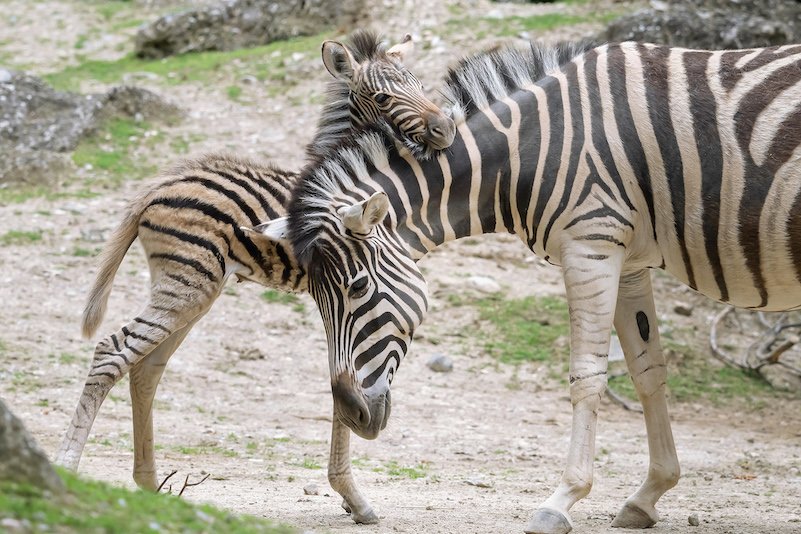 © Daniel Zupanc PA_Zebra_content