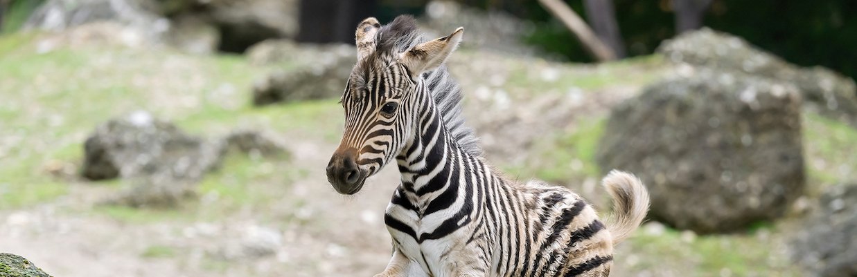 © Daniel Zupanc PA_Zebra_titel