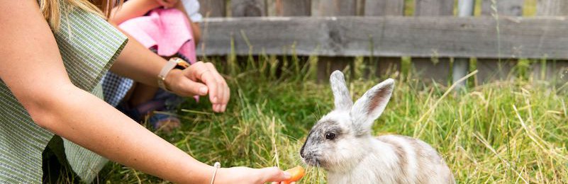 © Niki Pommer Reise Familienhotel-Berger_Streichelzoo-Hase_content.jpeg