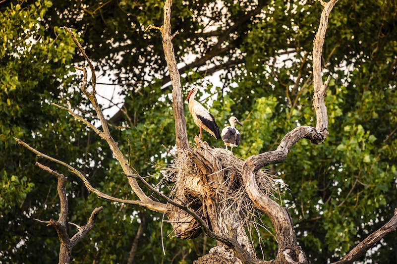 © WTG_POV_Robert Herbst Reise Marchfeld_Störche Marchegg(c) WTG_POV_Robert Herbst.jpeg