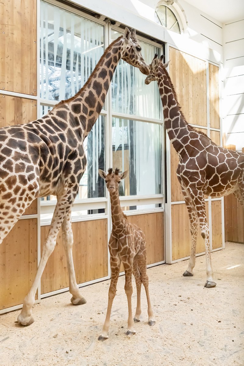 © Daniel Zupanc giraffe amari content 1.jpg