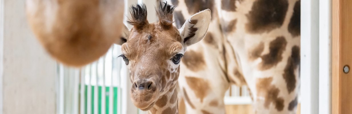 © Daniel Zupanc giraffe amari titel.jpeg