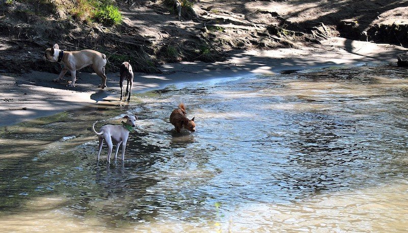 © MA 45 hundebadeplatz bei Floridsdorfer Brücke_MA 45 content