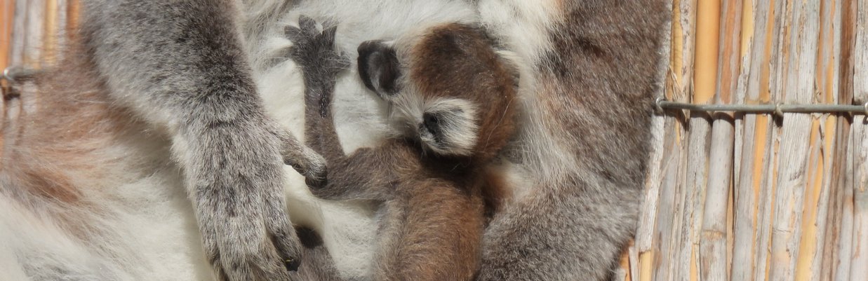 © Zoo Schmiding/ Mario Reichenberger katta.jpg