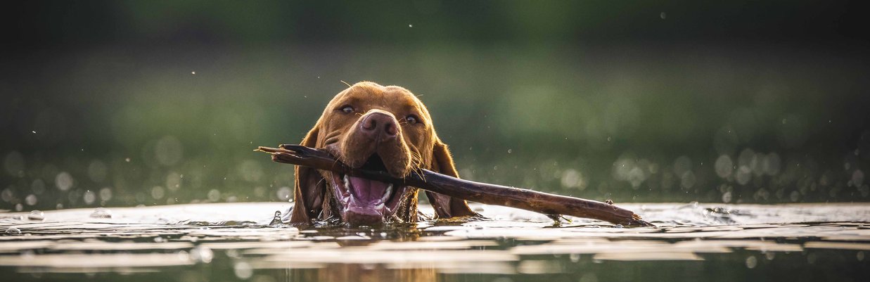 © Jozef Fehér Hunde. baden